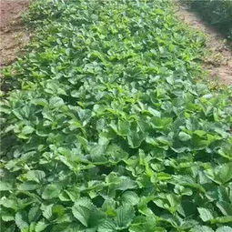 新闻 沧县冬香草莓苗种植的土壤条件