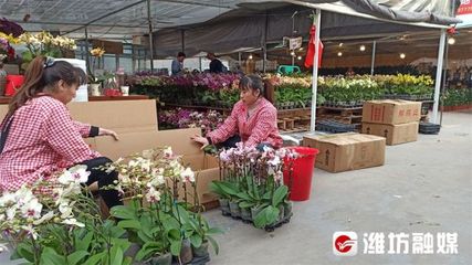 直播带货,电商拉动,青州花卉产业“开门红”!