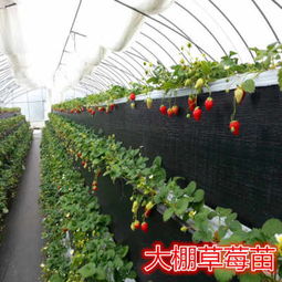 沁阳市 郑源一号草莓苗批发 新闻草莓苗价格