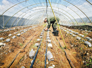 云南:食用菌专家到花卉示范园区考评羊肚菌新品种