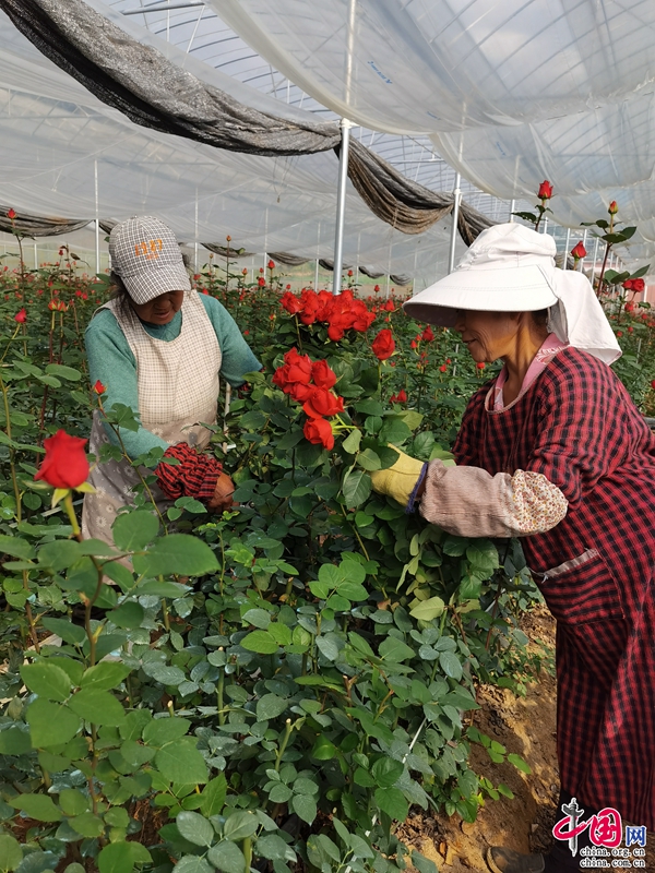 云南寻甸:玫瑰经济增效益 乡村振兴“走花路”